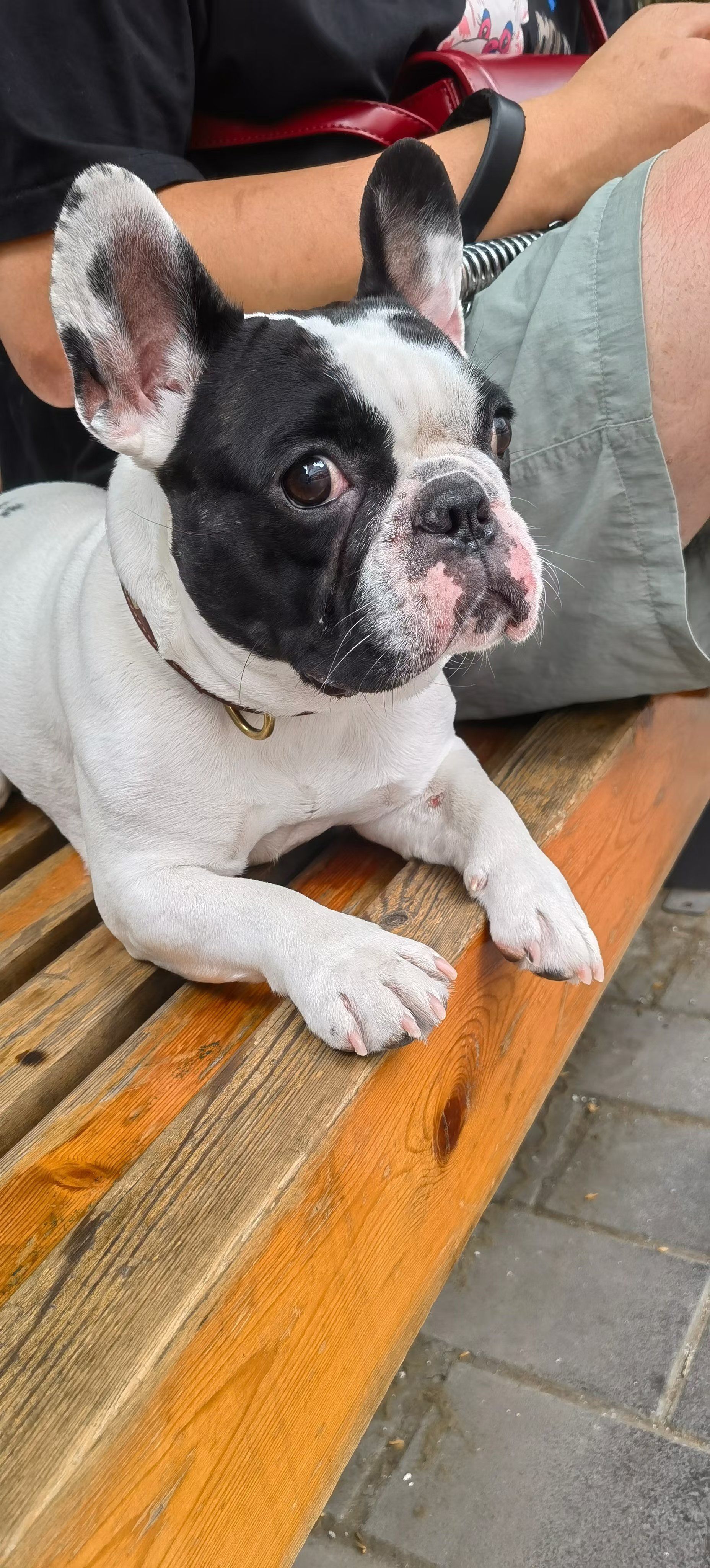 包含球星宠物曝光：有明星范的狗狗的词条