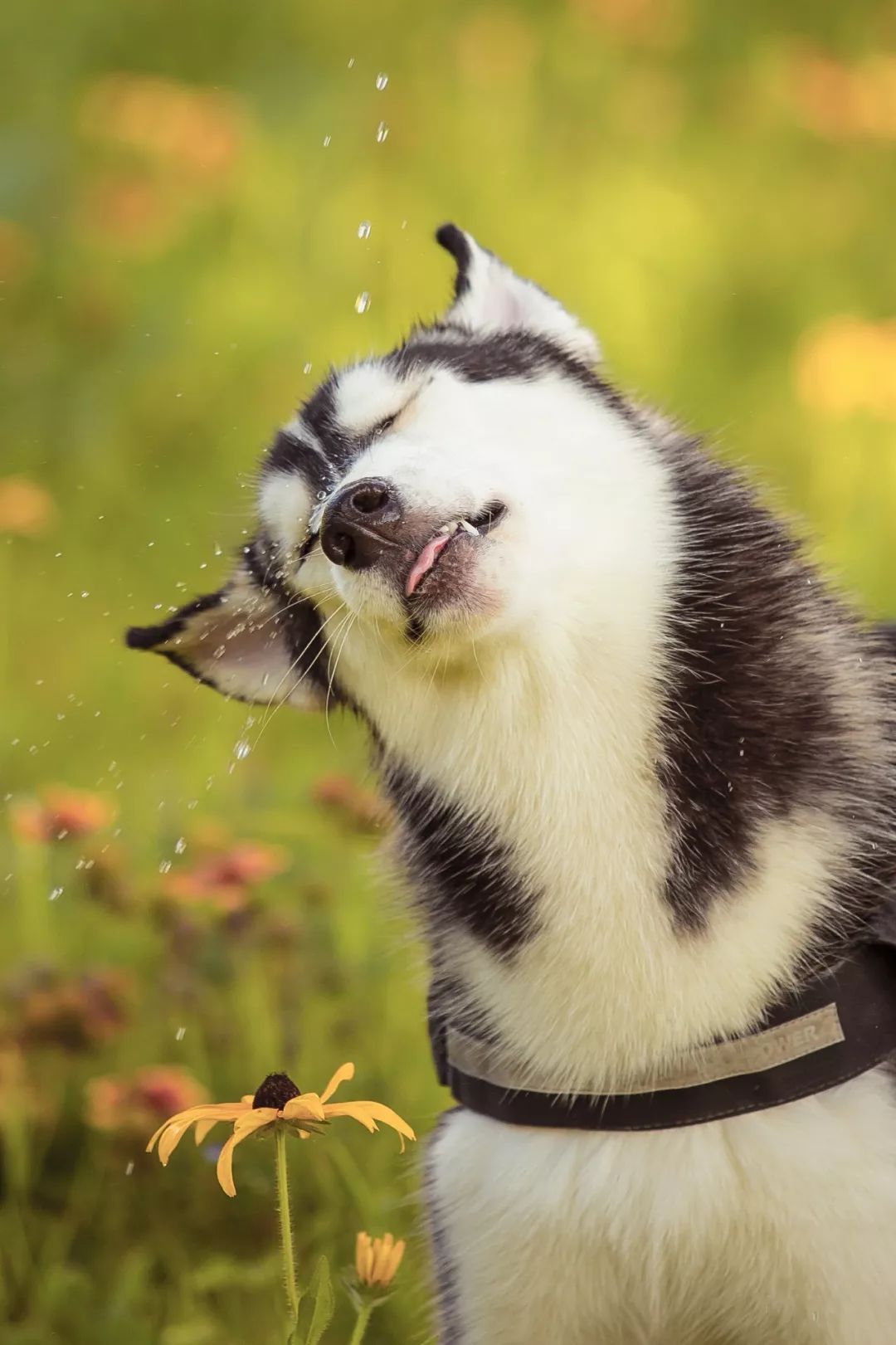 包含球星宠物曝光：有明星范的狗狗的词条